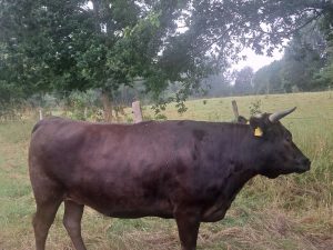 Färse - Ayumi DE 01 245 79327