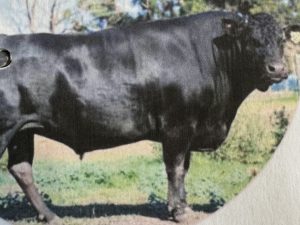 Sperma - Peppermill Grove L 13 2 Portionen Sperma