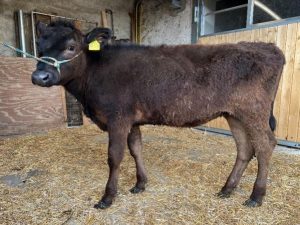 Färse - KK MarbleTaka