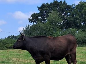 Färse - Kiaria DE 01 245 79333