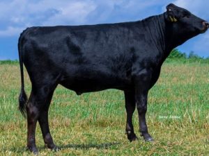 Bulle - Masato QWBF22T05853