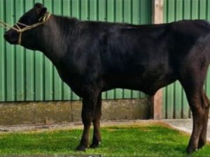 Bulle - Puraido DE01 241 92717