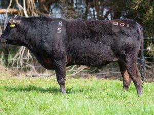 Capital Country Apex II R5