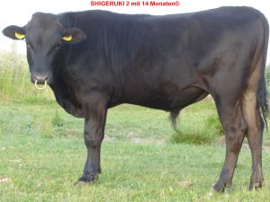 Sperma - HAVF22T16808 Shigeruki 2