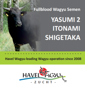 Werbung_Havel_Wagyu