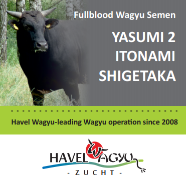 Werbung_Havel_Wagyu